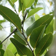 Drypetes caustica.corce blanc bâtard. bois de prune blanc.putranjivaceae.endémique Réunion Maurice.jpeg