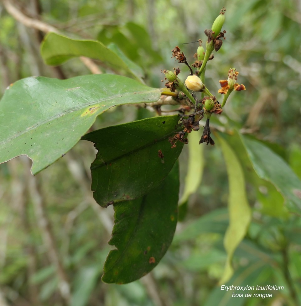 Erythroxylum laurifolium.bois de rongue ( fruits en formation ).erythroxylaceae.endémique Réunion Maurice..jpeg