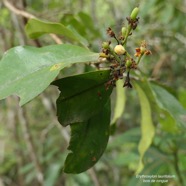 Erythroxylum laurifolium.bois de rongue ( fruits en formation ).erythroxylaceae.endémique Réunion Maurice..jpeg