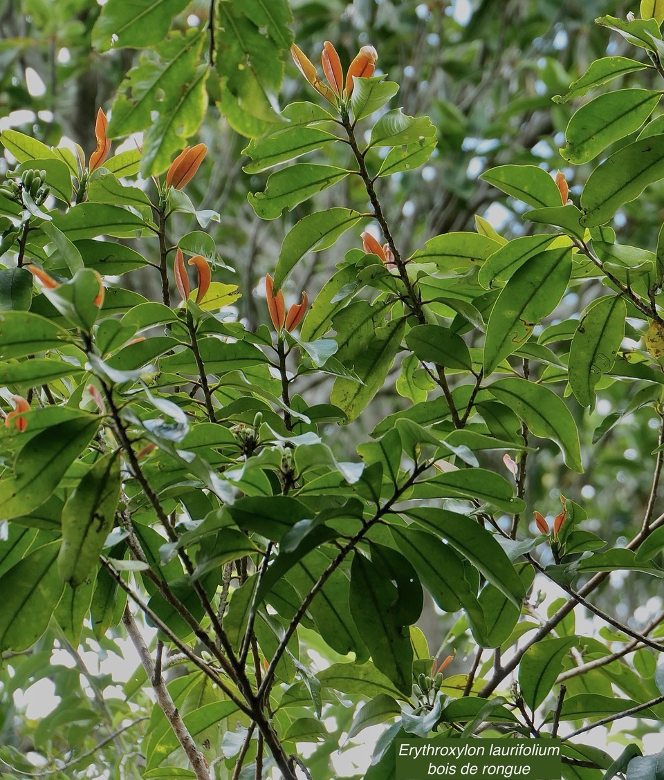 Erythroxylum laurifolium.bois de rongue .erythroxylaceae.endémique Réunion Maurice. (1).jpeg