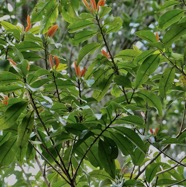 Erythroxylum laurifolium.bois de rongue .erythroxylaceae.endémique Réunion Maurice. (1).jpeg