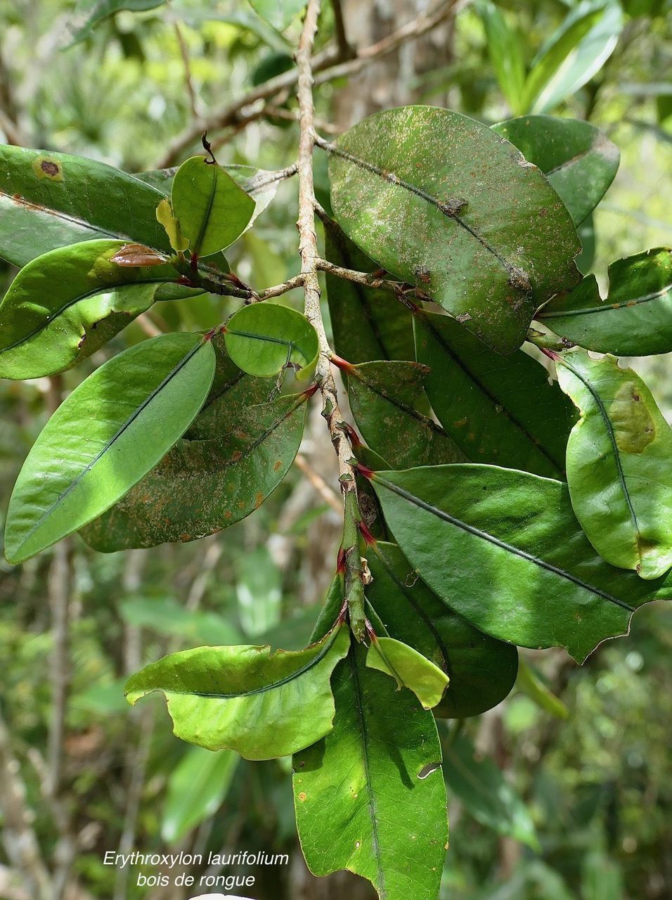 Erythroxylum laurifolium.bois de rongue .erythroxylaceae.endémique Réunion Maurice..jpeg