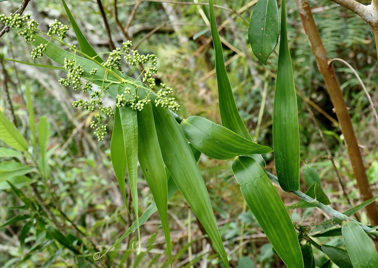 Flagellaria indica..liane jolivave avec inflorescence (boutons floraux )flagellariaceae.indigène Réunion..jpeg