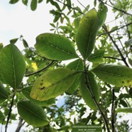 Geniostoma borbonicum  Bois de piment  bois de rat. loganiaceae endémique Réunion Maurice. (1).jpeg