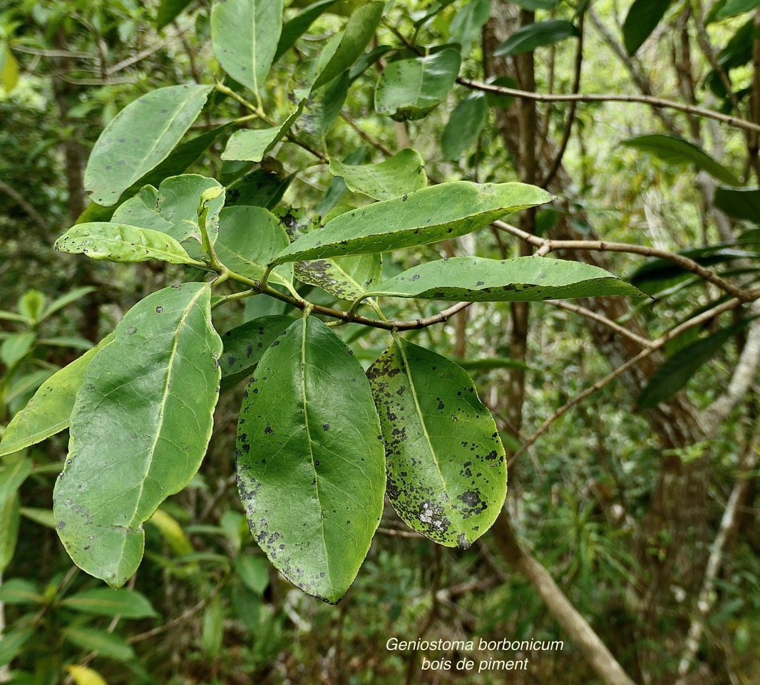 Geniostoma borbonicum  Bois de piment  bois de rat. loganiaceae endémique Réunion Maurice..jpeg