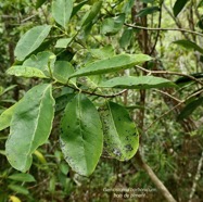 Geniostoma borbonicum  Bois de piment  bois de rat. loganiaceae endémique Réunion Maurice..jpeg