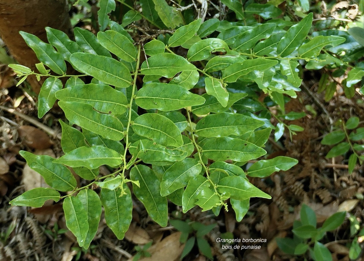 Grangeria borbonica.bois de punaise.chrysobalanaceae.endémique Réunion Maurice ., (1).jpeg