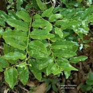 Grangeria borbonica.bois de punaise.chrysobalanaceae.endémique Réunion Maurice ., (1).jpeg