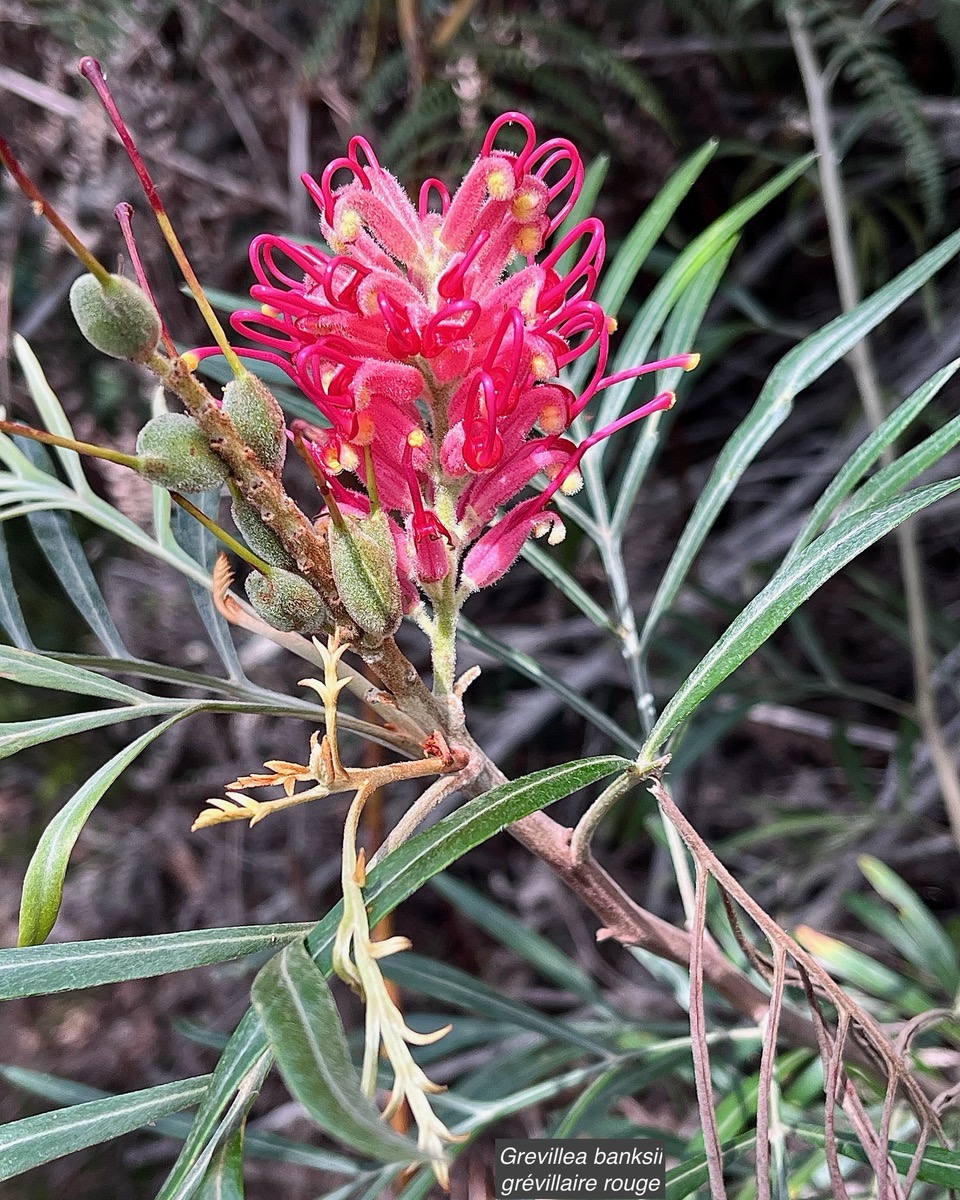 Grevillea banksii.grévillaire rouge.proteaceae.potentiellement envahissante..jpeg