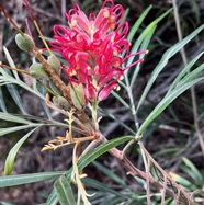 Grevillea banksii.grévillaire rouge.proteaceae.potentiellement envahissante..jpeg