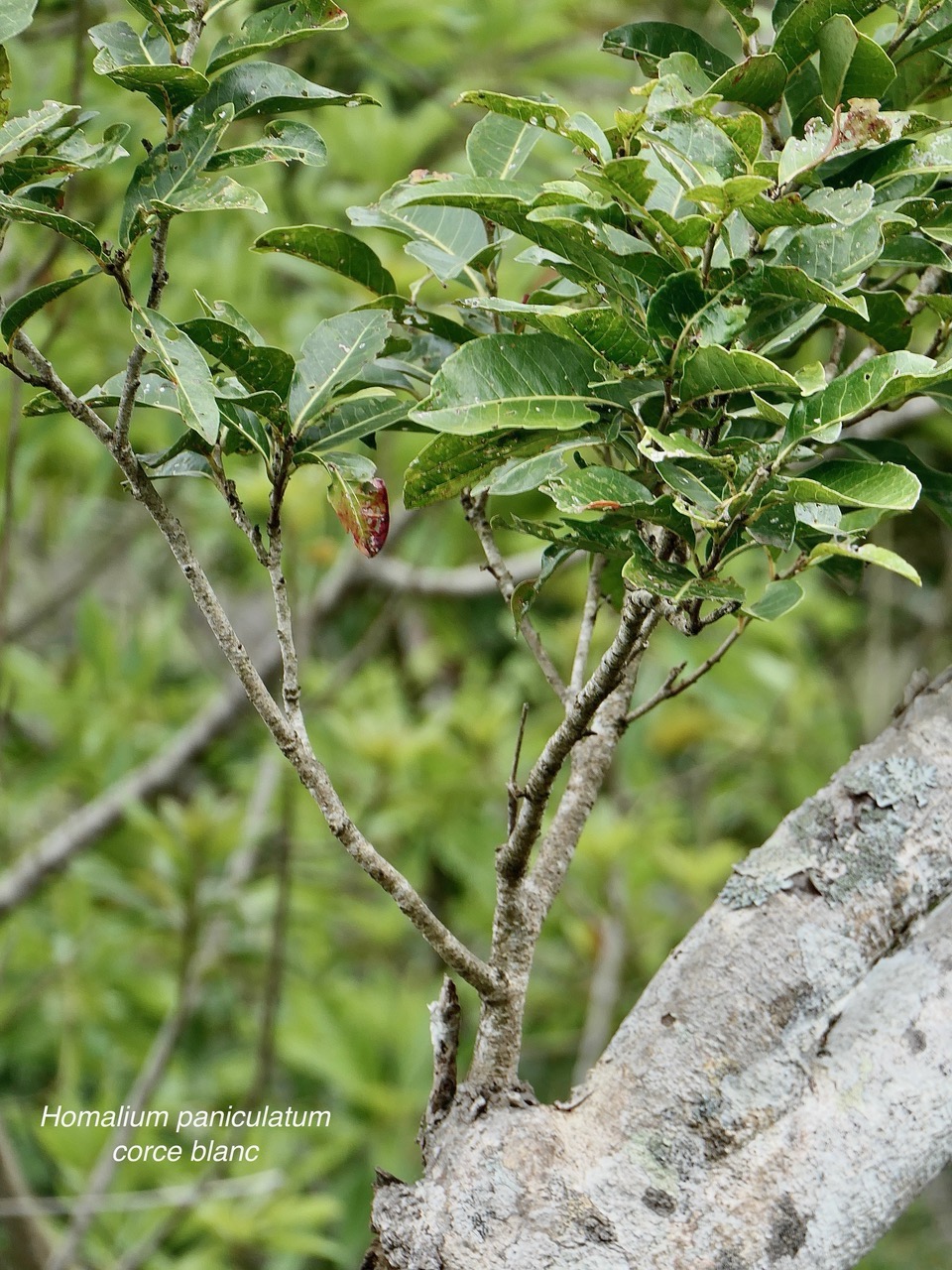 Homalium paniculatum. Corce blanc .bois de bassin.salicaceae.endémique Réunion Maurice. (1).jpeg