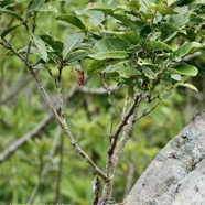 Homalium paniculatum. Corce blanc .bois de bassin.salicaceae.endémique Réunion Maurice. (1).jpeg