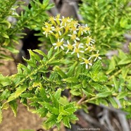 Hubertia ambavilla  Ambaville  asteraceae  endémique Réunion Maurice.jpeg