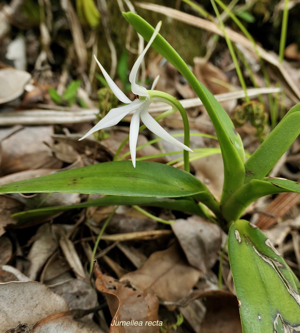 Jumellea recta. orchidaceae.endémique Réunion Maurice Rodrigues..jpeg