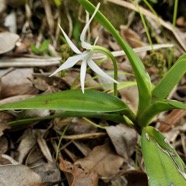 Jumellea recta. orchidaceae.endémique Réunion Maurice Rodrigues..jpeg