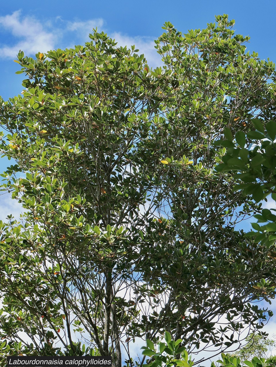 Labourdonnaisia calophylloides. petit natte .sapotaceae. endémique Réunion Maurice . (1).jpeg