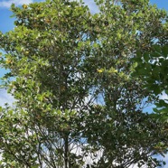 Labourdonnaisia calophylloides. petit natte .sapotaceae. endémique Réunion Maurice . (1).jpeg