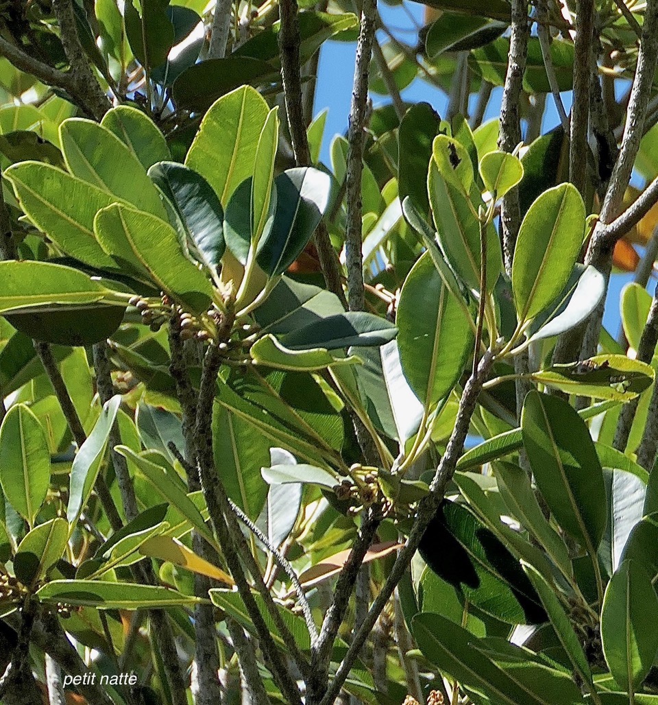 Labourdonnaisia calophylloides. petit natte .sapotaceae. endémique Réunion Maurice ..jpeg