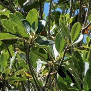 Labourdonnaisia calophylloides. petit natte .sapotaceae. endémique Réunion Maurice ..jpeg