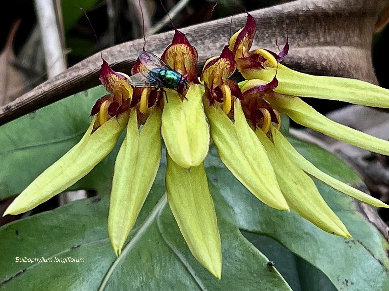 Mouche sur Bulbophyllum longiflorum.orchidaceae..jpeg