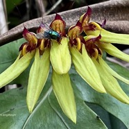 Mouche sur Bulbophyllum longiflorum.orchidaceae..jpeg