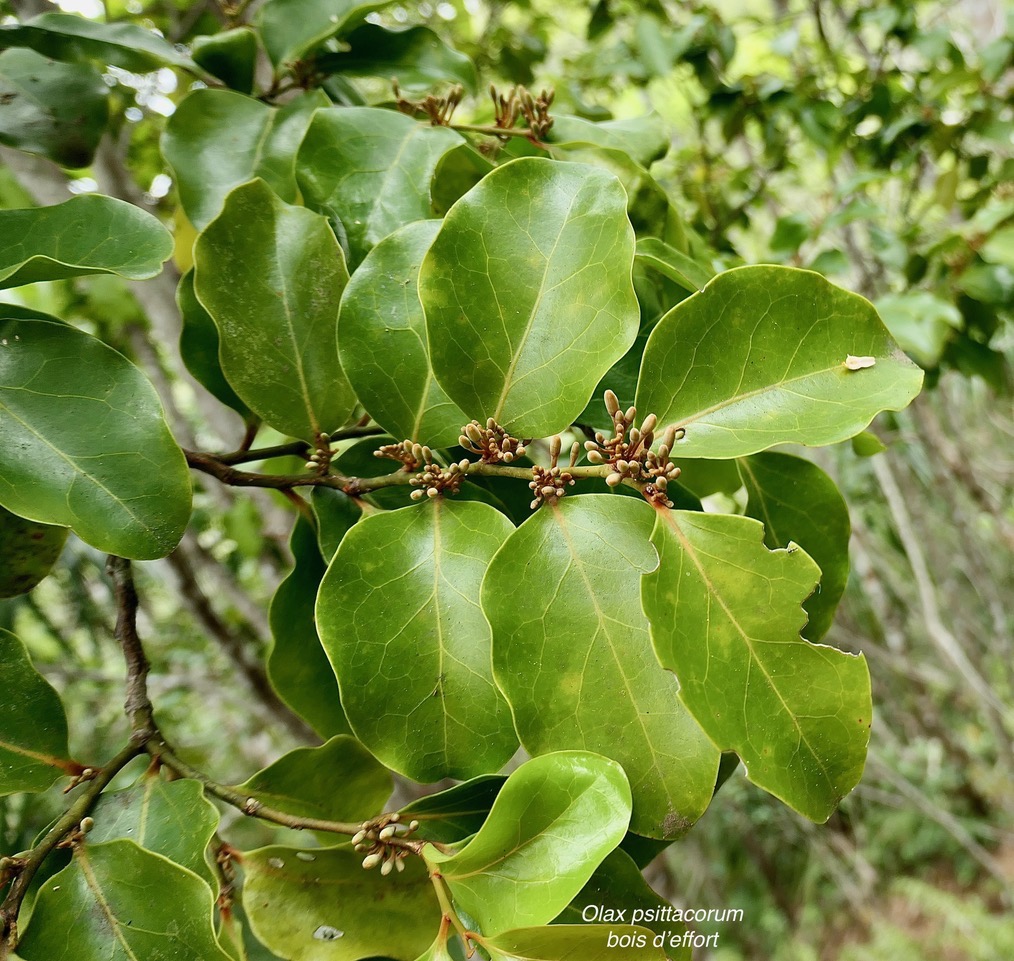 Olax psittacorum.bois d’effort.olacaceae.endémique Réunion Maurice. (2).jpeg