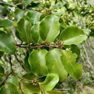 Olax psittacorum.bois d’effort.olacaceae.endémique Réunion Maurice. (2).jpeg