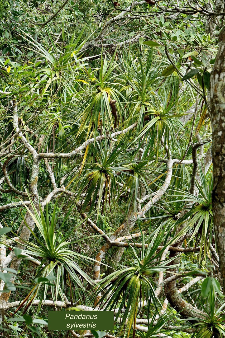 Pandanus sylvestris Bory.petit vacoua. pimpin. pandanaceae.endémique Réunion..jpeg