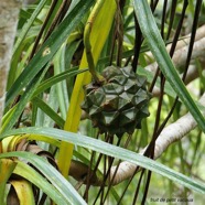 Pandanus sylvestris Bory.petit vacoua. pimpin.( fruit )  pandanaceae.endémique Réunion..jpeg