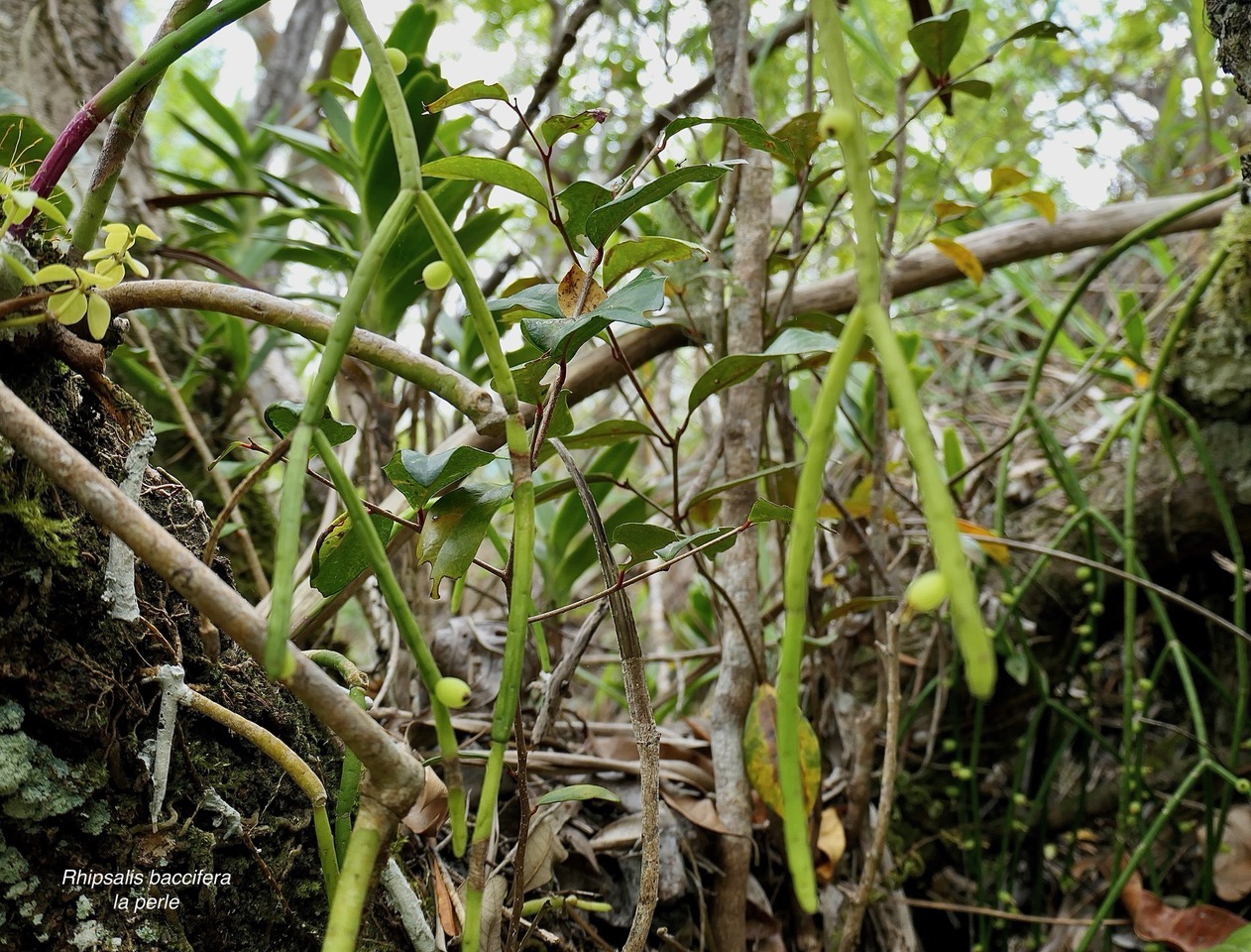 Rhipsalis baccifera. la perle.cactaceae.indigène Réunion..jpeg