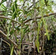 Rhipsalis baccifera. la perle.cactaceae.indigène Réunion..jpeg