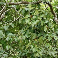 Securinega durissima.corce rouge.bois dur. ( avec de très nombreux fruits verts )phylllanthaceae.indigène Réunion..jpeg