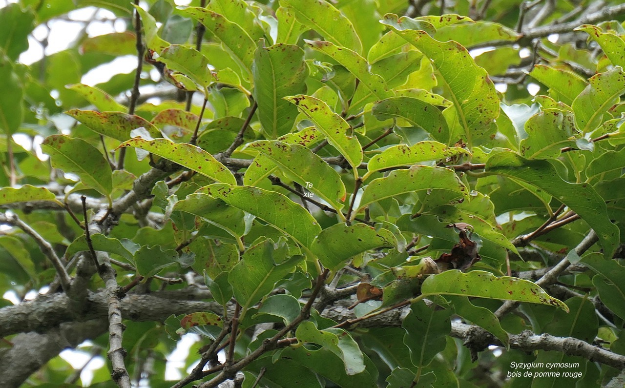 Syzygium cymosum .Bois de pomme rouge.myrtaceae.endémique Réunion Maurice..jpeg