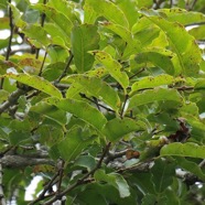 Syzygium cymosum .Bois de pomme rouge.myrtaceae.endémique Réunion Maurice..jpeg