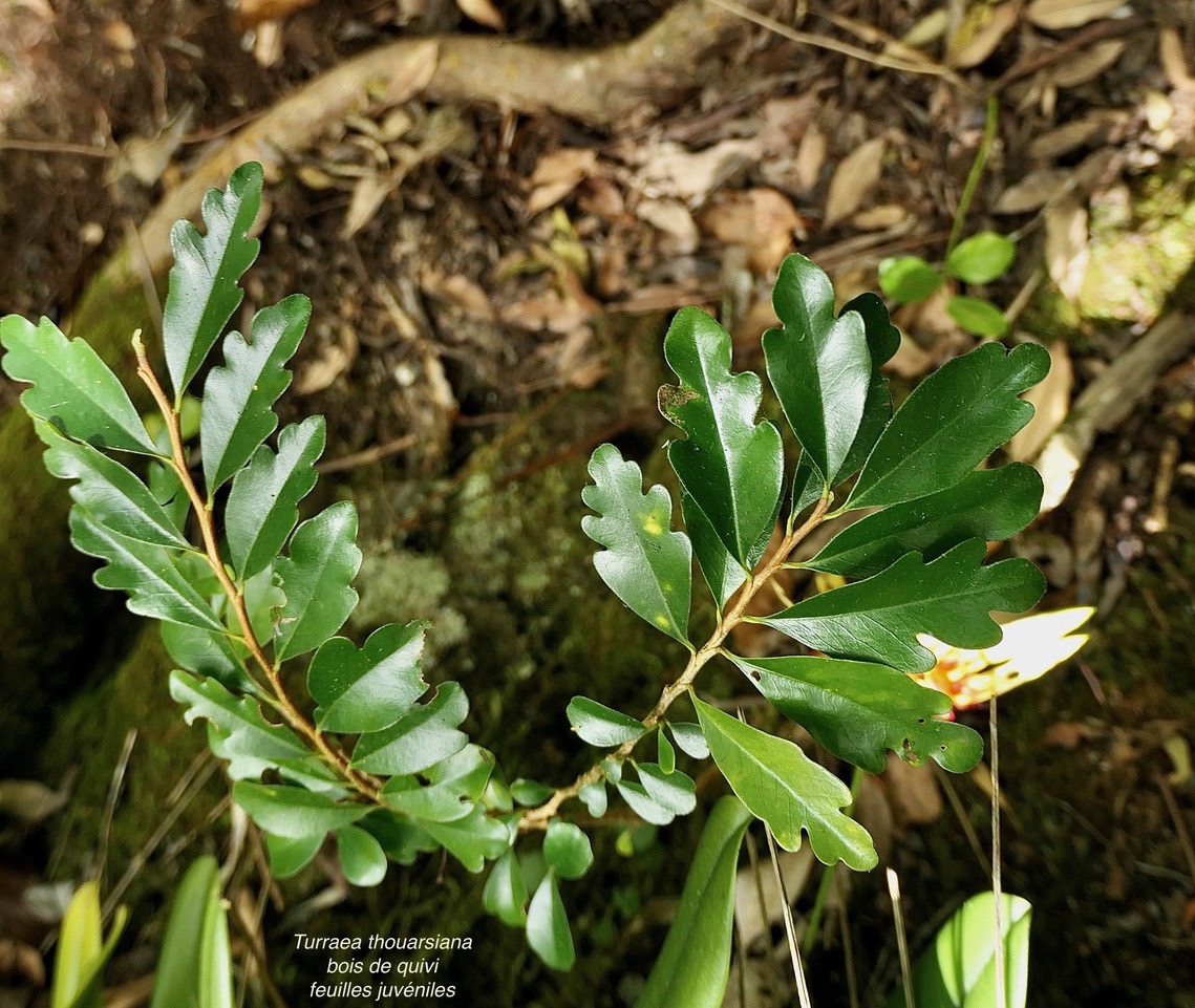 Turraea thouarsiana.bois de quivi.meliaceae.endémique Réunion Maurice..jpeg