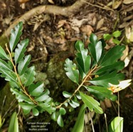 Turraea thouarsiana.bois de quivi.meliaceae.endémique Réunion Maurice..jpeg