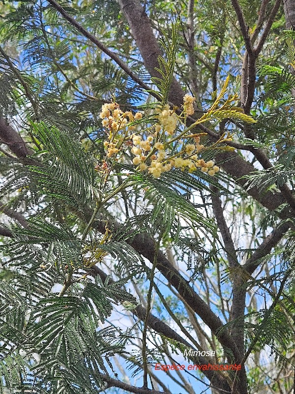 Acacia mearnsii Mimosa Fabaceae E E 08.jpeg