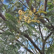 Acacia mearnsii Mimosa Fabaceae E E 08.jpeg