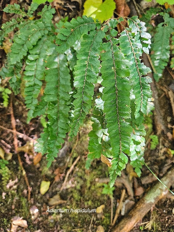 Adiantum hispidulum Pteridaceae  Indigène La Réunion  56.jpeg