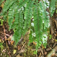 Adiantum hispidulum Pteridaceae  Indigène La Réunion  56.jpeg