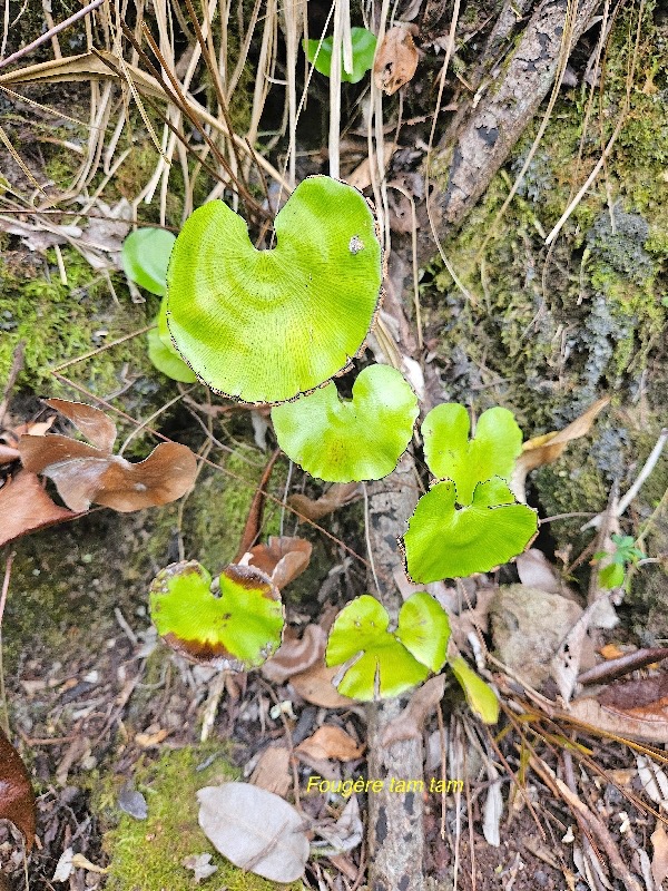 Adiantum reniforme Fouge?re tam tam Pt eridaceae Indigène La Réunion 32.jpeg