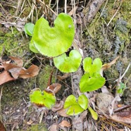 Adiantum reniforme Fouge?re tam tam Pt eridaceae Indigène La Réunion 32.jpeg