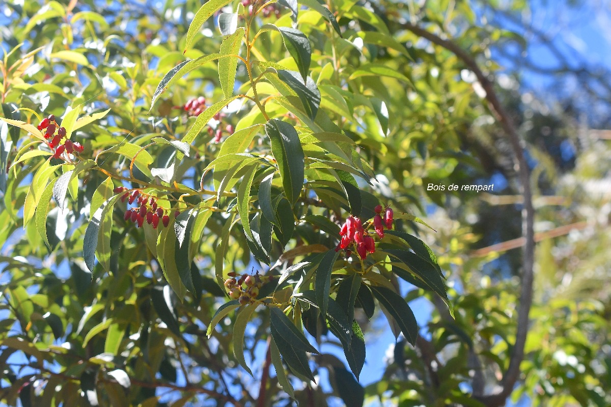 Agarista salicifolia Bois de rempart Er icaceae Indigène La Réunion 3652.jpeg