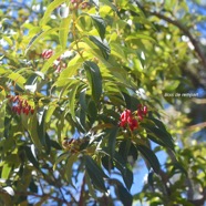 Agarista salicifolia Bois de rempart Er icaceae Indigène La Réunion 3652.jpeg