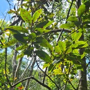 Apodytes dimidiata Peau gris Metteni usaceae Indigène La Réunion 03.jpeg