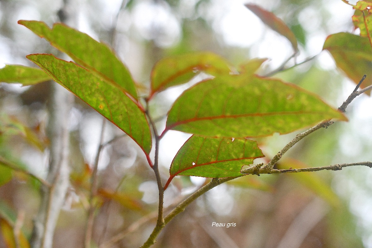 Apodytes dimidiata Peau gris Mettenui saceae Indigène La Réunion 3682.jpeg