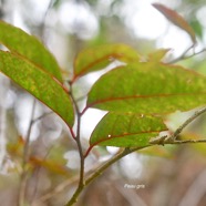 Apodytes dimidiata Peau gris Mettenui saceae Indigène La Réunion 3682.jpeg