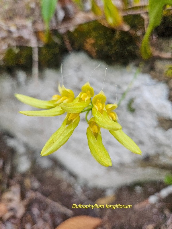 Bulbophyllum longiflorum Orchida ceae Indigène La Réunion 1.jpeg