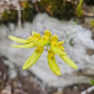 Bulbophyllum longiflorum Orchida ceae Indigène La Réunion 1.jpeg