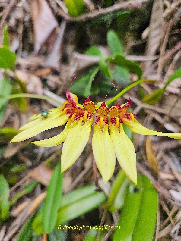 Bulbophyllum longiflorum Orchidac eae Indigène La Réunion 38.jpeg